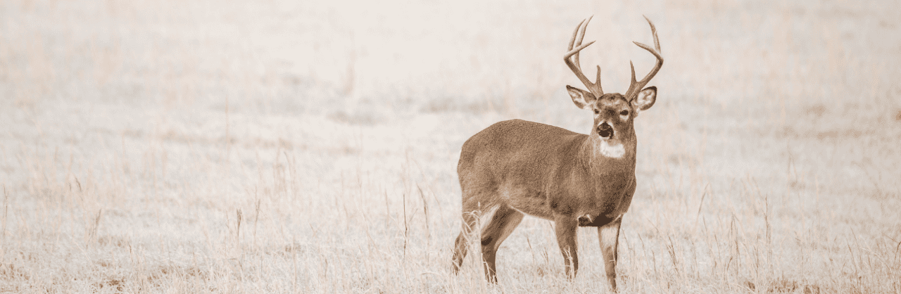 Preserve Whitetails | East Fork Lodge and Ranch